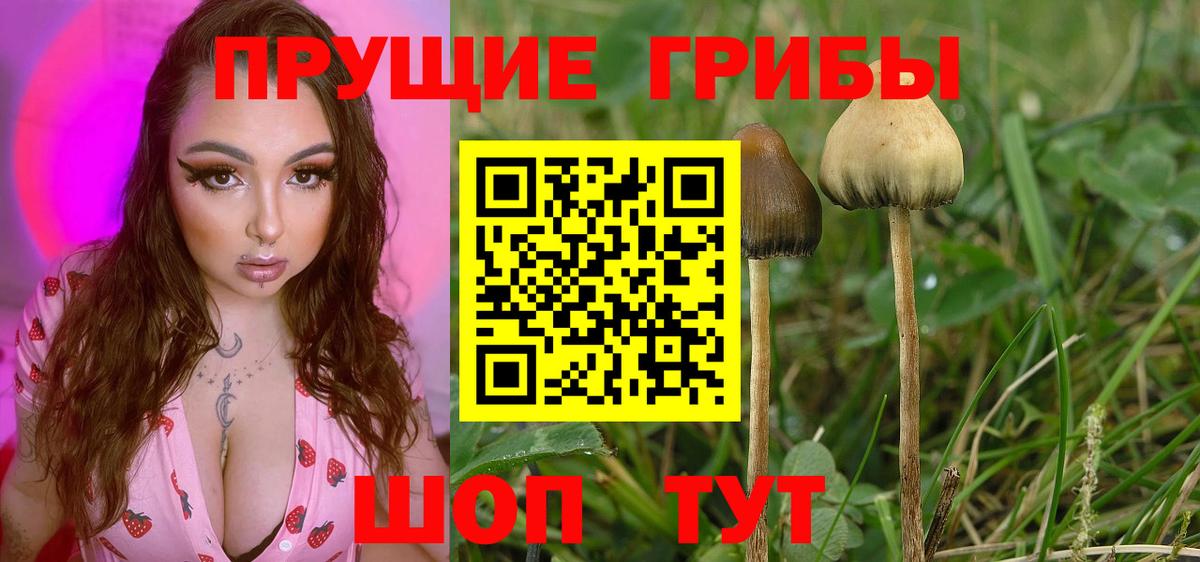 Псилоцибиновые грибы мицелий Наро-Фоминск
